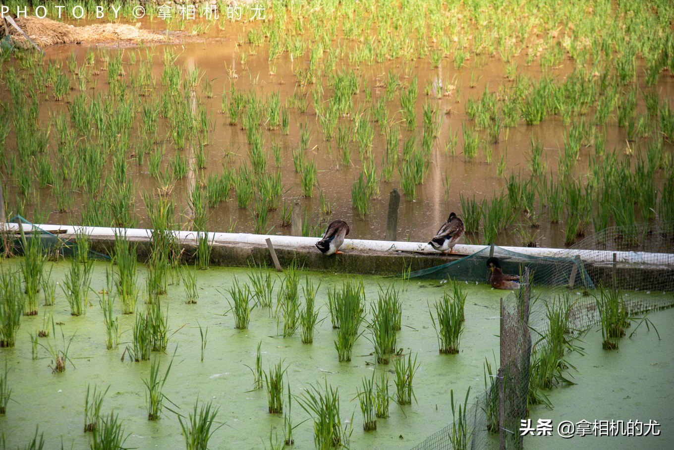 贵州黔东南苗寨古村落,贵州苗寨原始村落