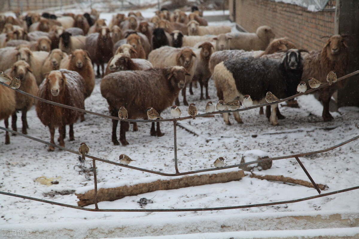 养羊最好的育肥方法,养羊能快速育肥的方法