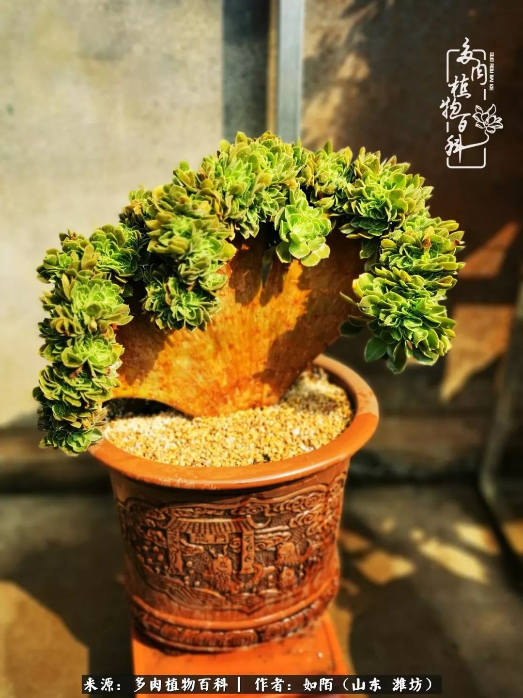 凤凰涅槃,浴火重生!多肉法师圣斗士们的秋天!(附养护经验)