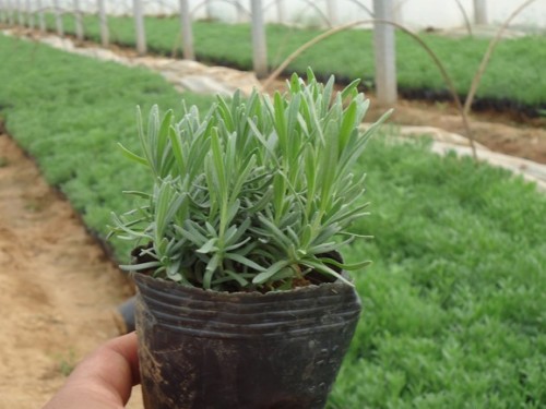 薰衣草怎么用育苗袋育苗,薰衣草用种子种植方法