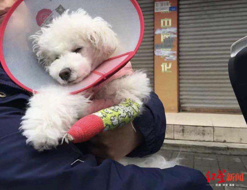 比熊和博美哪个适合家养,比熊跟博美泰迪哪个适合家养