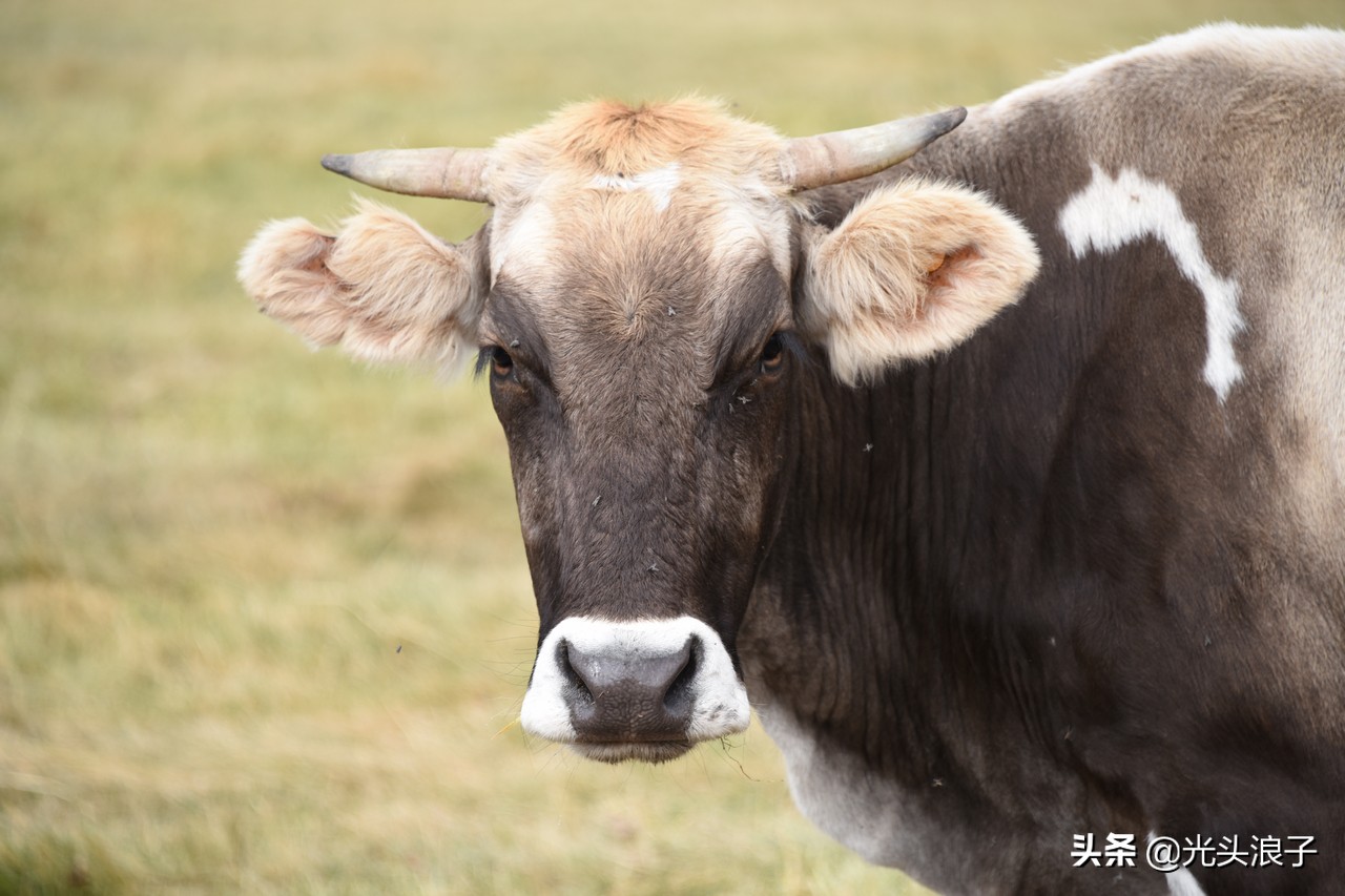 世界自然遗产地喀拉峻大草原,来新疆感受大自然的喀拉峻大草原
