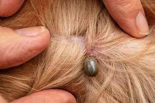 狗狗体内外寄生虫有哪些?看完这篇再也不用为这事儿发愁了