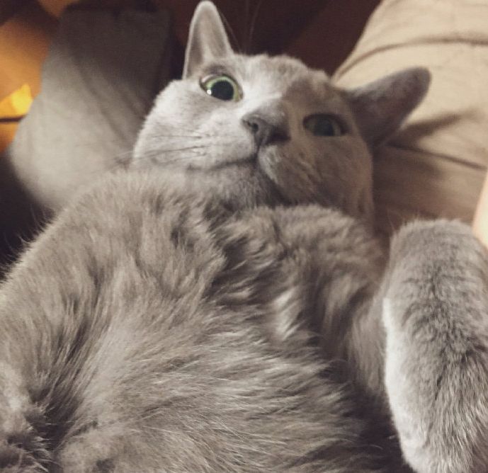 猫咪和主人的温馨时刻,和猫咪快乐的瞬间