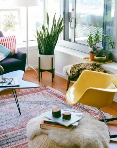 室内吸毒植物大全,七种具有吸毒功能的盆栽植物