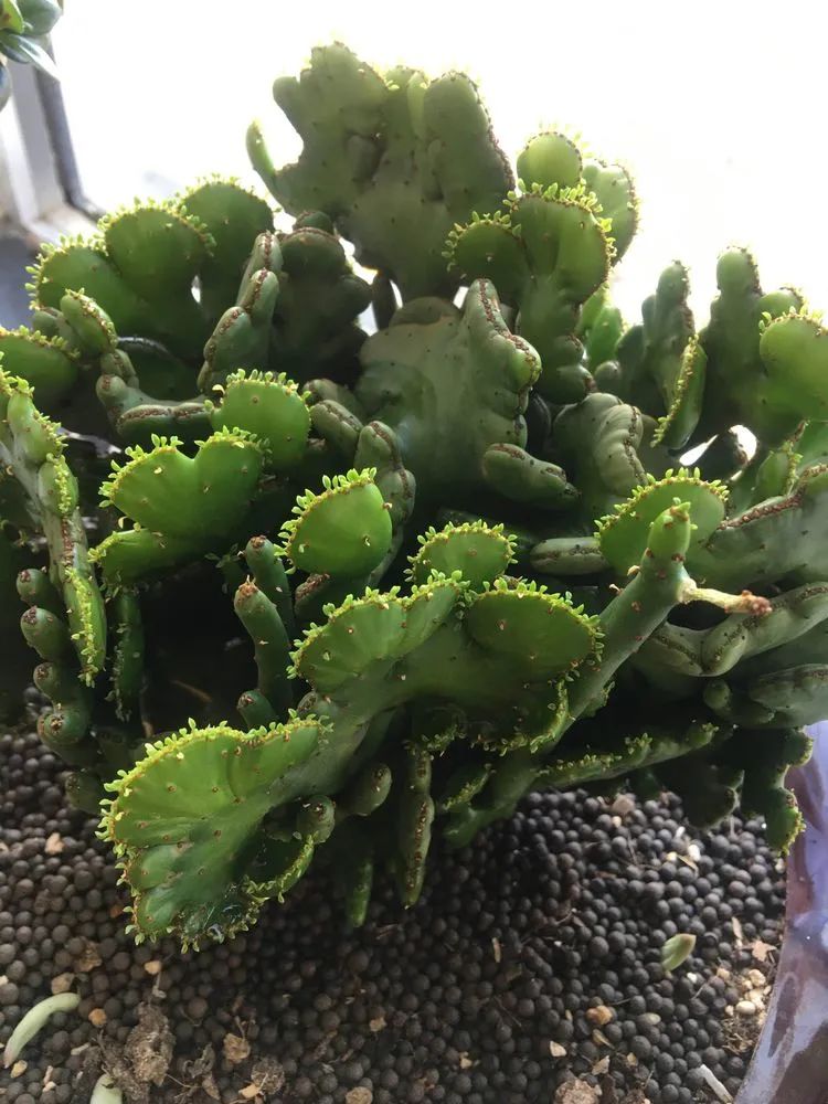 多肉新年寄语,养多肉七八年用心沉淀静待花开