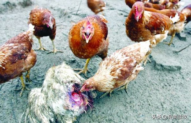 鸡啄羽啄肛如何制止,鸡啄屁股是什么病怎么给鸡治疗
