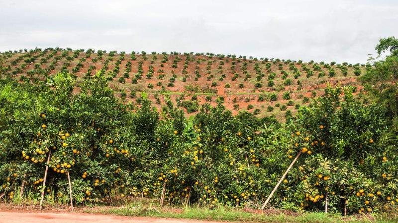 如何种植橙子从种子开始种,盆栽橙子幼苗的养护种植技术