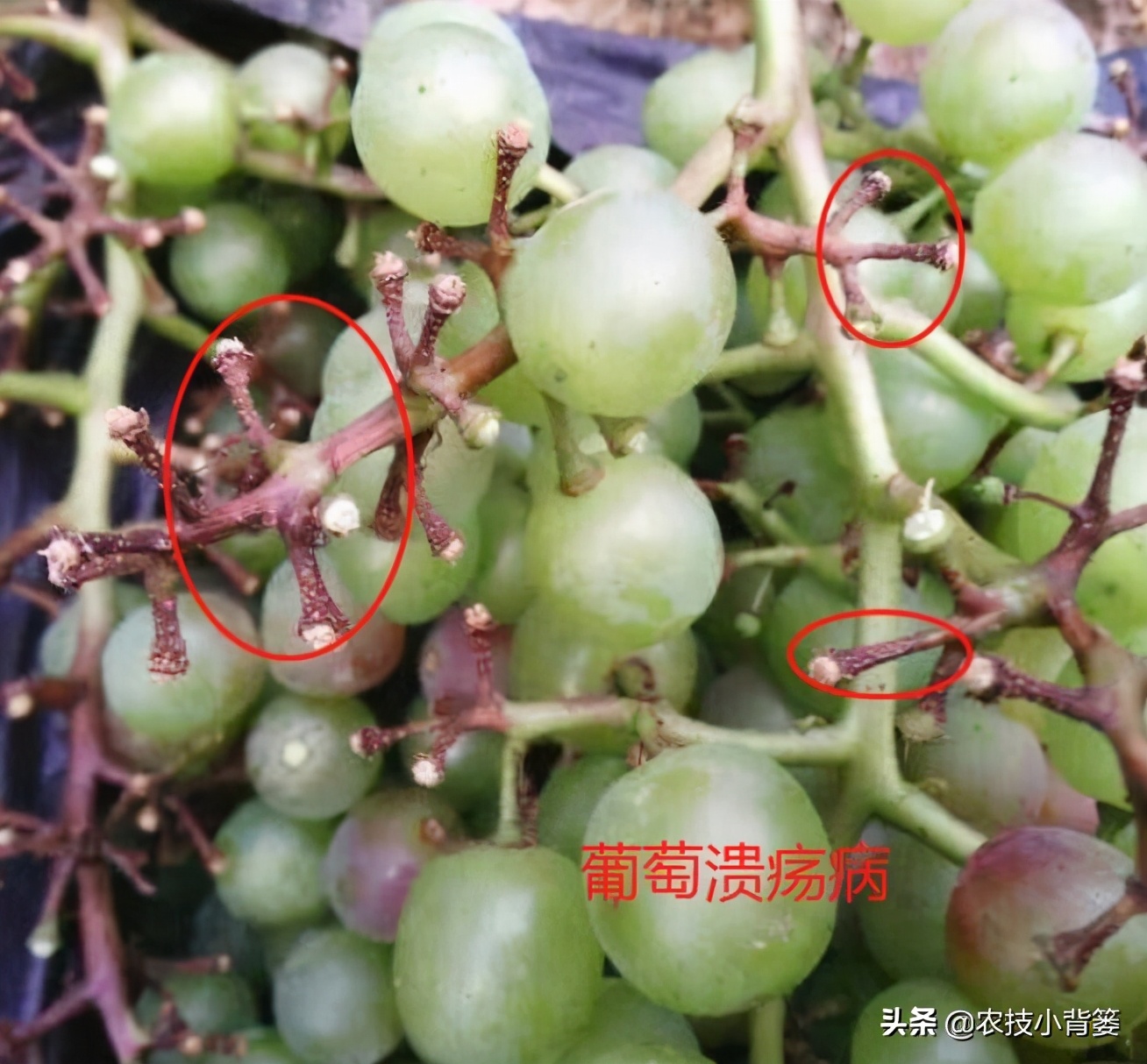 葡萄的穗轴褐枯病是怎样的,葡萄溃疡病后果