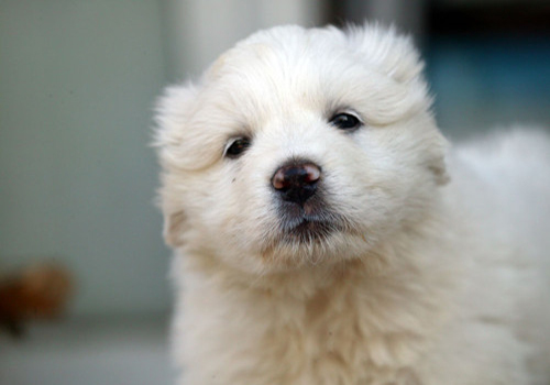 狗狗只呕吐不拉稀是什么原因,狗狗拉稀呕吐打什么针好得快