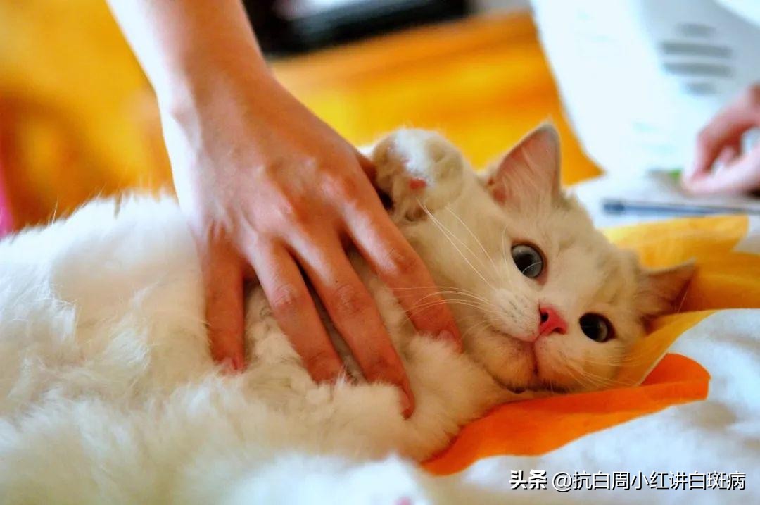 被猫抓伤会不会出现白癜风,撸猫被抓伤有保险吗