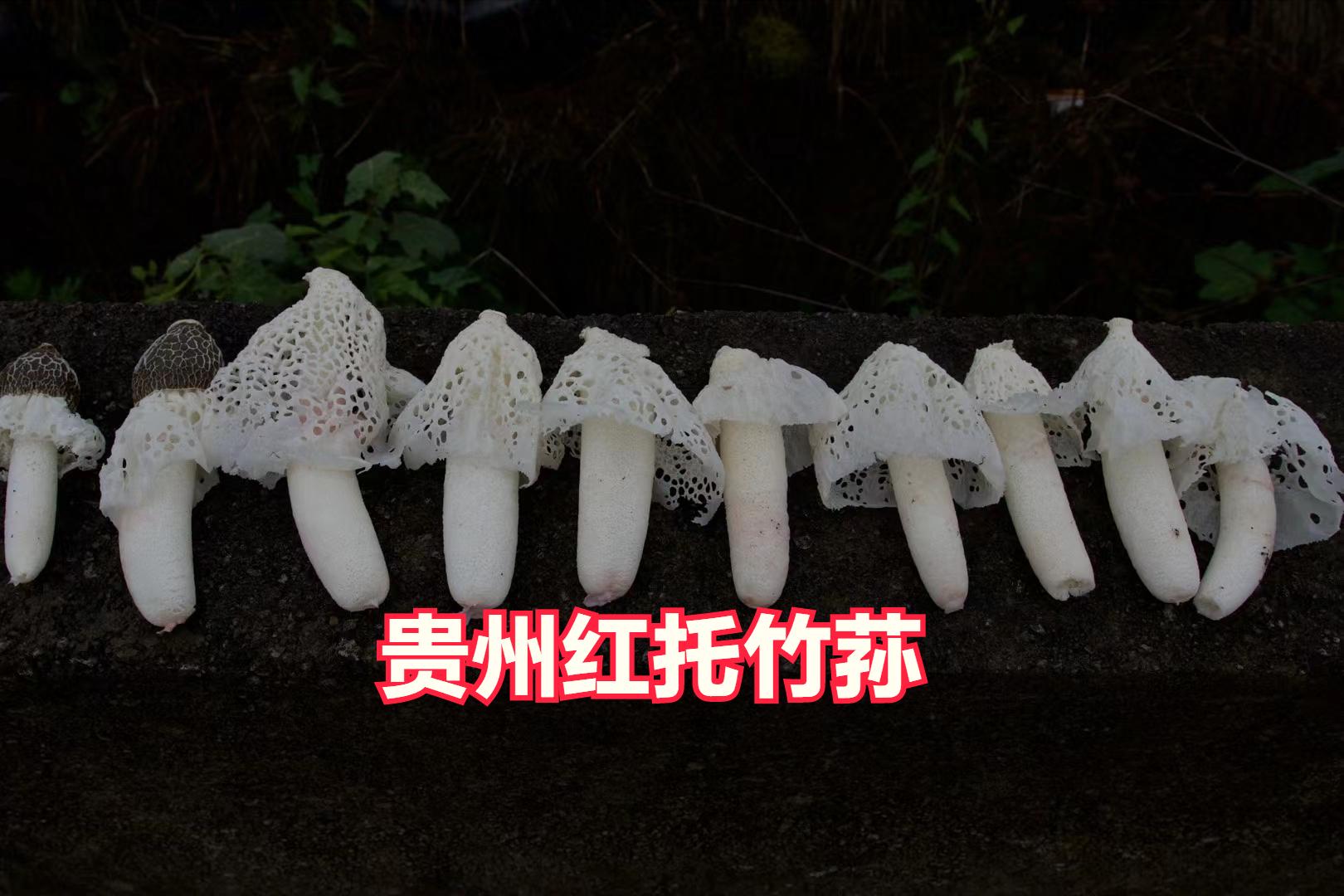 竹荪哪里产地最好,最好的竹荪产地在哪里