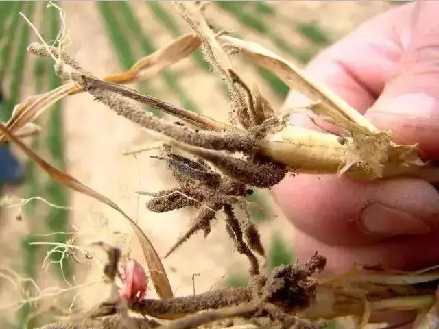 今年种小麦还需拌药吗,今年种小麦用什么药