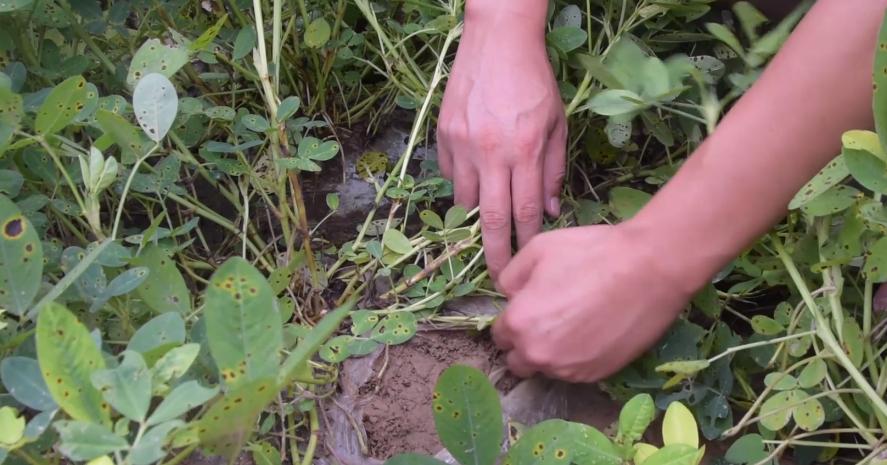 花生大面积白绢病,应该如何防治?农户快来看看吧