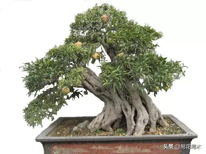石榴盆景教程,石榴盆景养护小视频