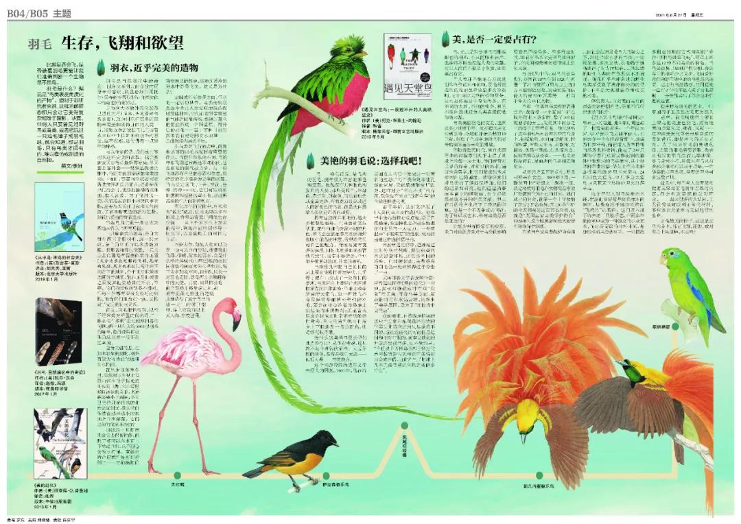 爱鸟的正确护鸟方法,爱鸟护鸟的小方法