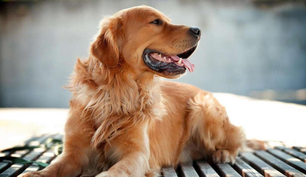 狗狗喜欢吃墙灰怎么回事,你家狗狗总喜欢咬你的手指