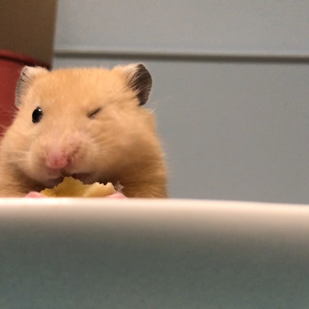 主人给小仓鼠们做饭吃,主人给仓鼠喂东西视频