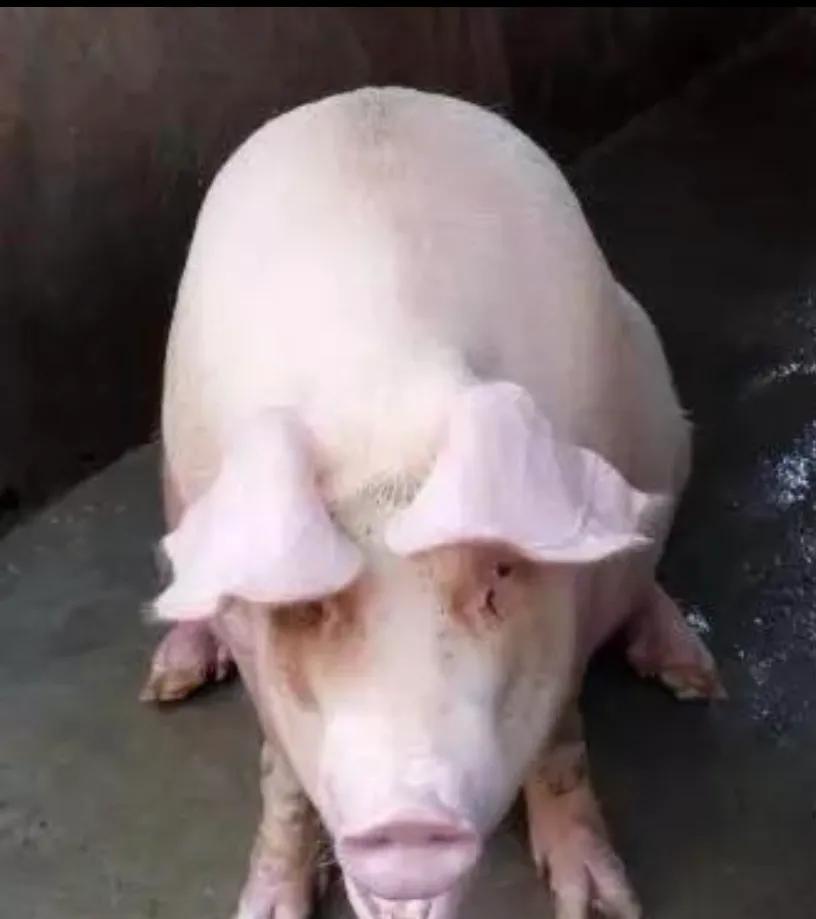 猪中暑和猪脑膜炎怎么区分?猪中暑后需要哪些紧急措施治疗?