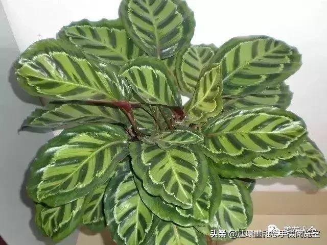 100种常见花卉植物图谱,100种花卉素描图谱