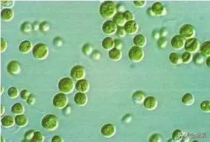 柳岩代言二裂酵母面膜,柳岩推荐的v脸面膜