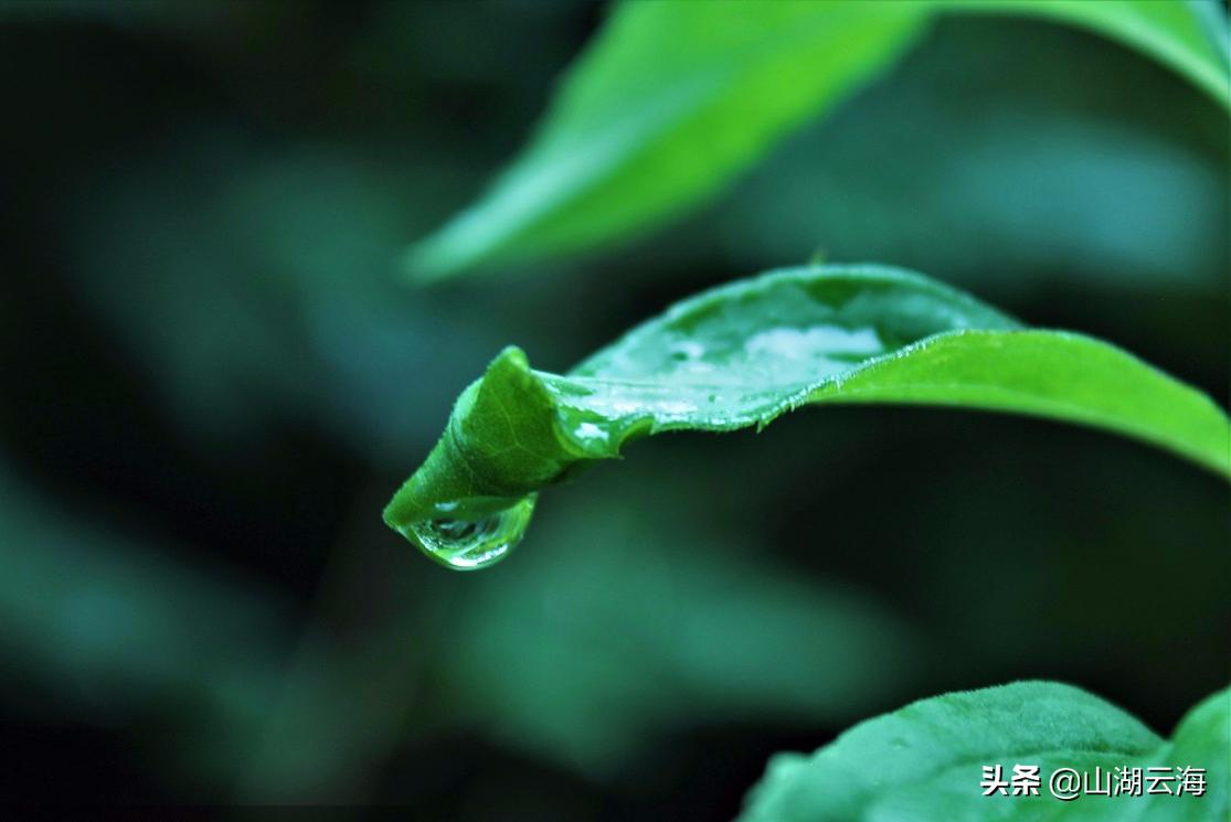 腌蔼青春去,苍茫白露稀