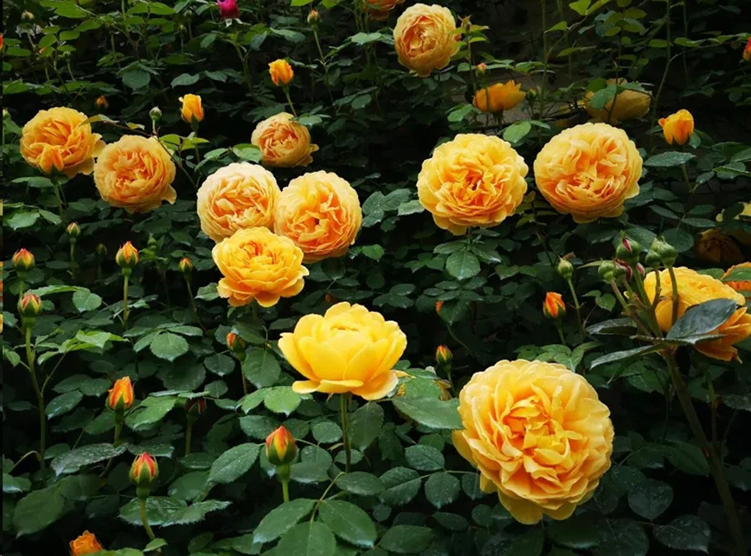 月季畸形花是怎么回事,月季叶片整株掉什么原因