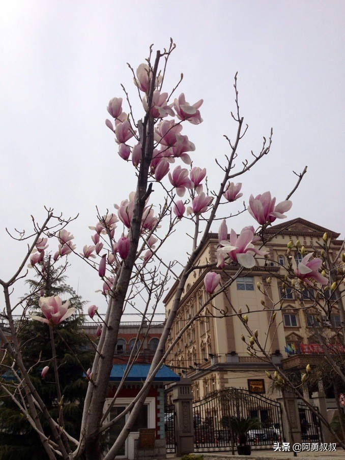 大连市第二十四中学内设机构,大连市第二十四中学金普校区