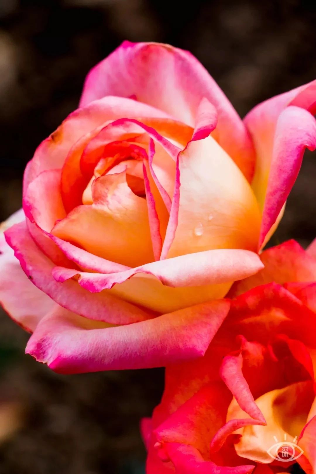 深圳1号线晚上好去处,地铁深圳一号线哪里好玩