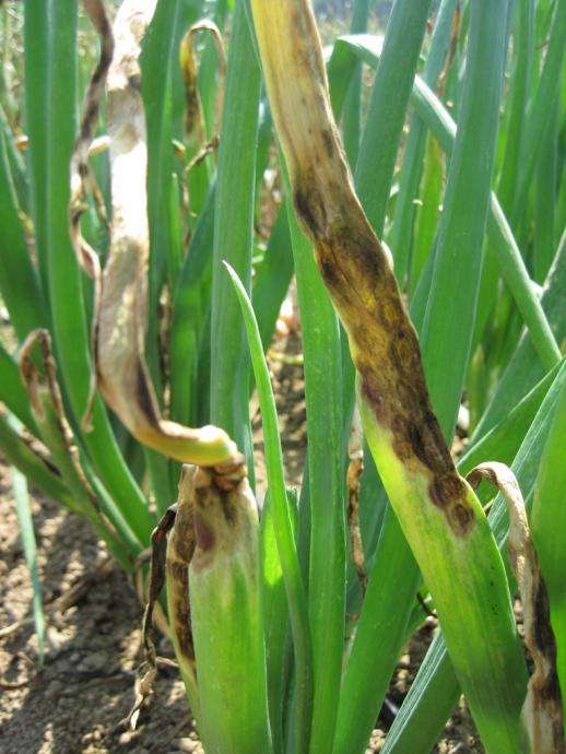 洋葱叶片干枯死亡，病害还是虫害？找准原因，科学应对很关键