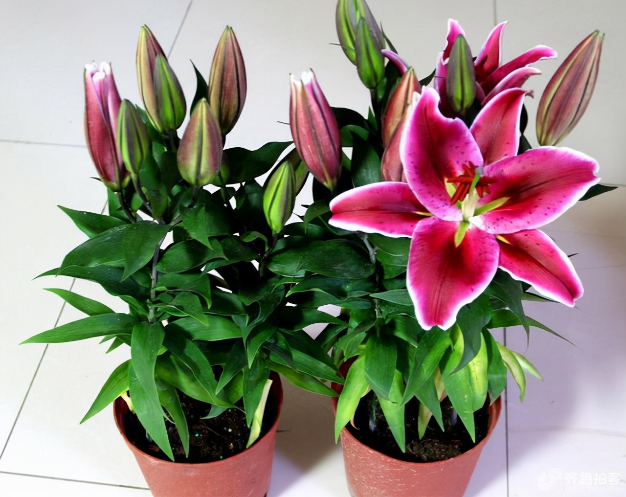 适合大盆养的4种花,这8种花最旺家只需养一盆