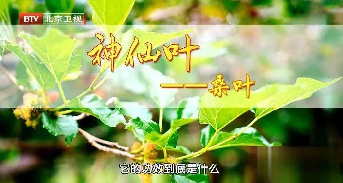 桑树浑身是宝,桑树全身都是宝是中药