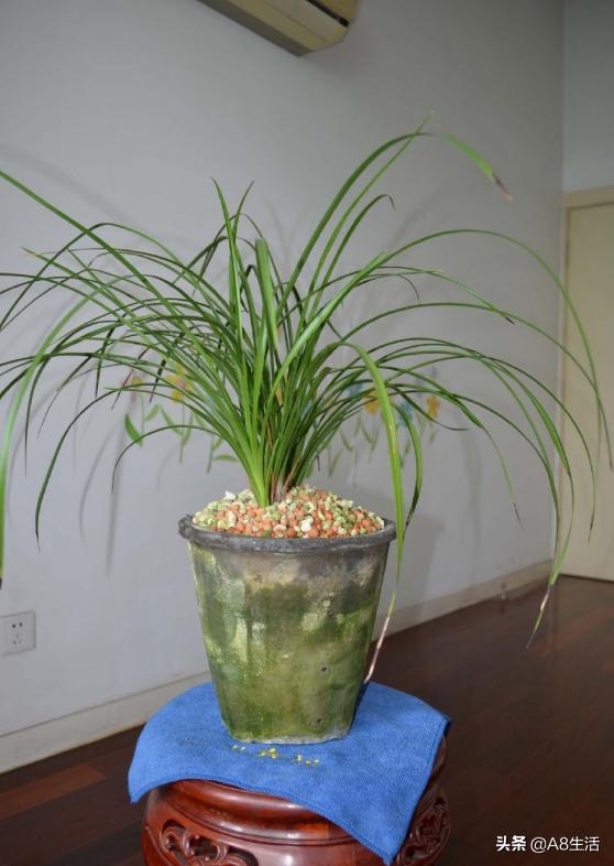 老上海兰花怎么挑选,每日一品中国兰花春兰