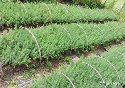 雪松育苗,雪松怎么播种