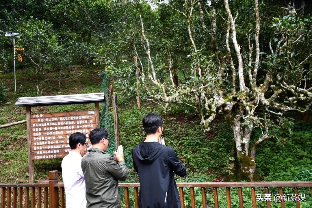 南糯山有什么景点,南糯山有哪些景点