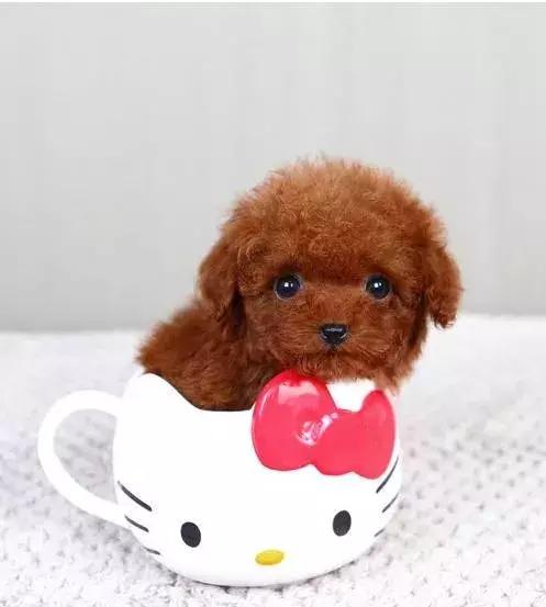 泰迪狗怎么训练得比较好,泰迪狗怎么训练29个基础动作