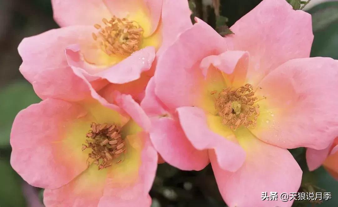 哪些月季品种抗病强,抗病性好月季有哪些