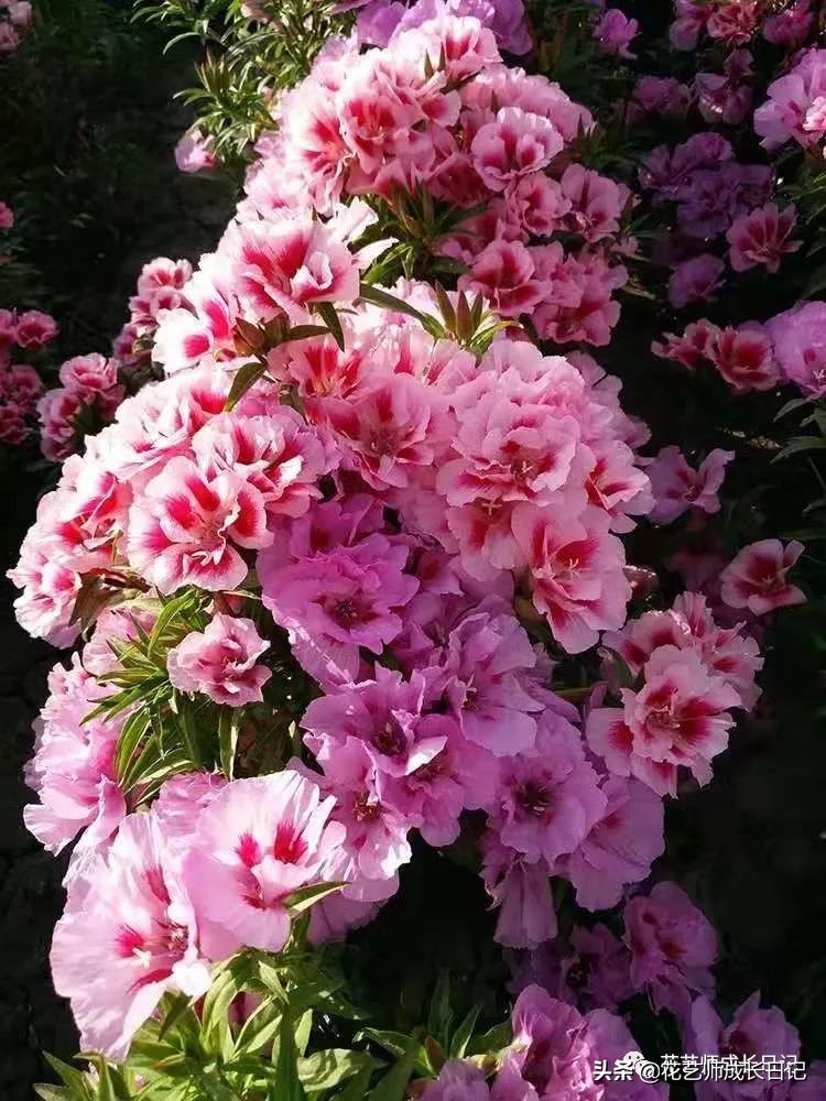 10种在花镜设计中常用的紫色花卉,南方适合做花境的花卉种类