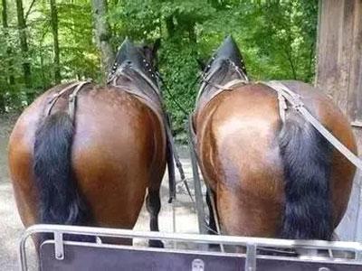 马屁股决定铁轨的宽度,马屁股的结构