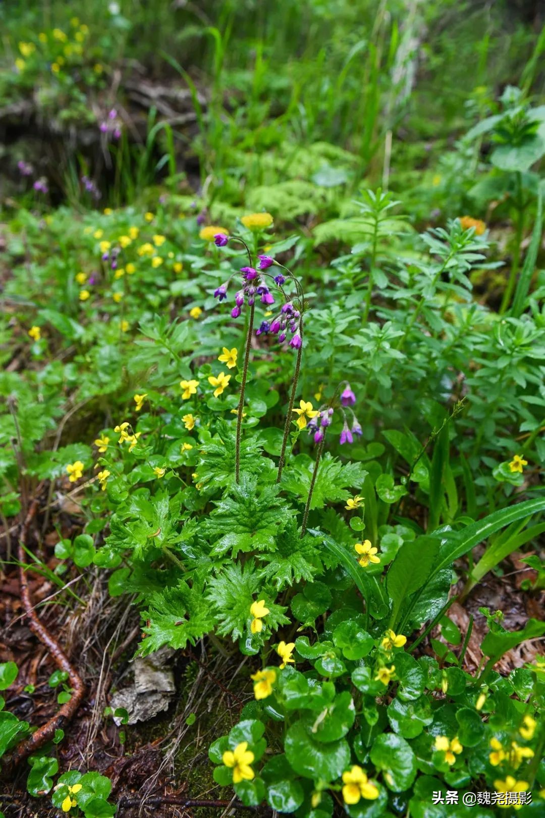 各个季节的野生兰花,北京百花山野生兰花图片