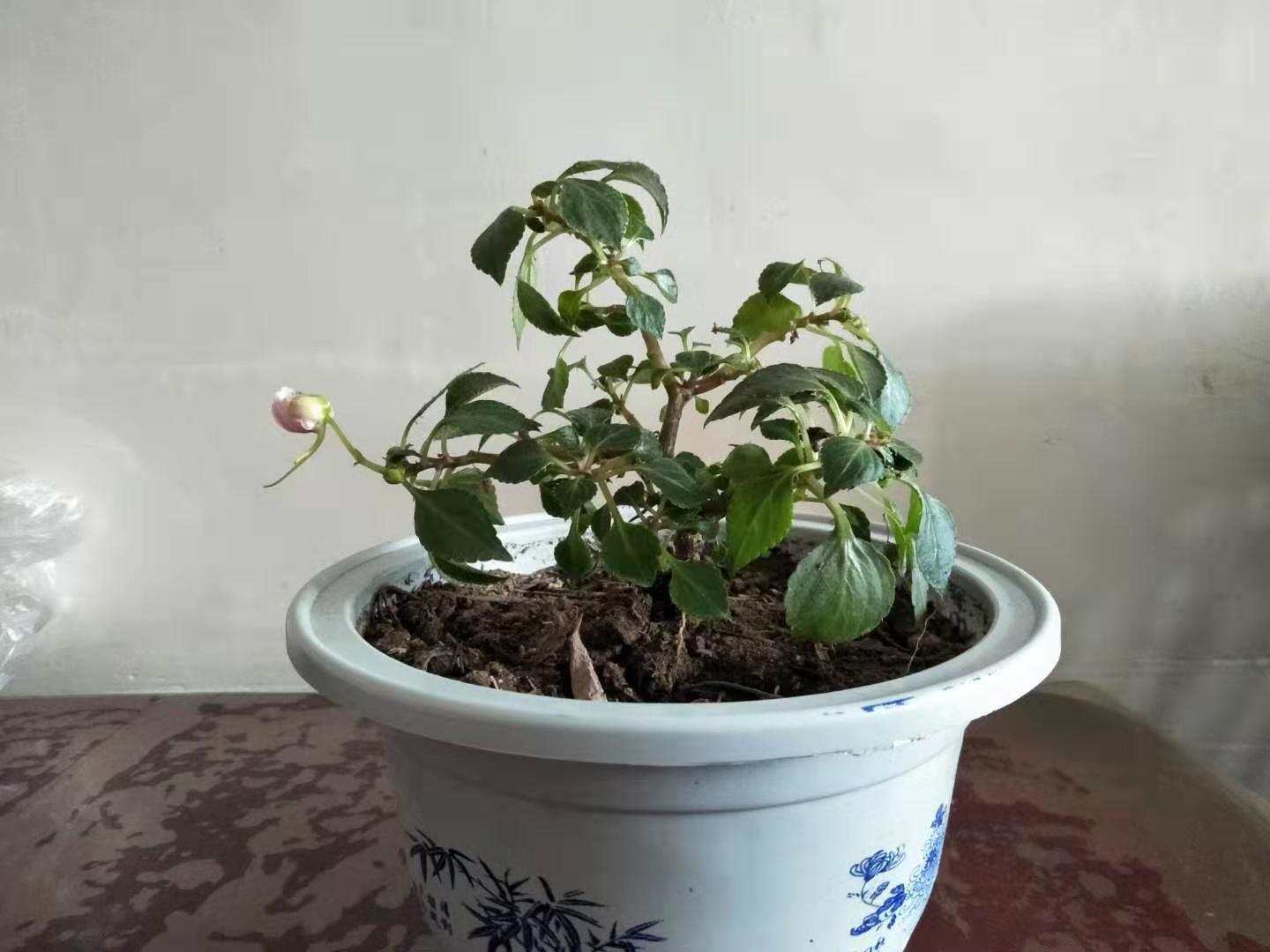 水梅花总是掉叶子,你是不是走进了这些误区?学会了就能爆盆