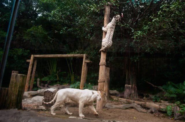 去广州旅游攻略长隆动物园,亲子游广州长隆动物园