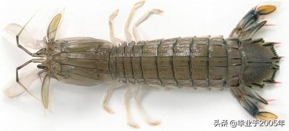 大连什么品种的虾好吃,大连哪里的虾最正宗