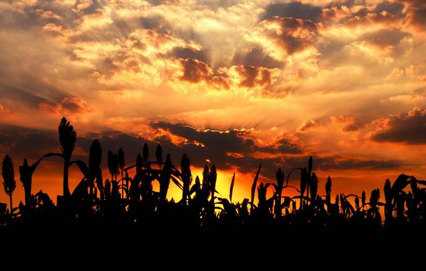 《丰乳肥臀》:一部让女性窒息的小说,女人不独立,都比不上动物