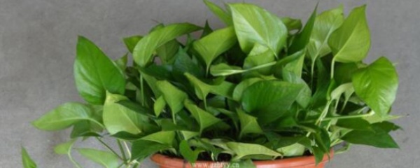 长藤绿萝怎么养才能更旺盛,为什么有的绿萝长藤有的不长藤