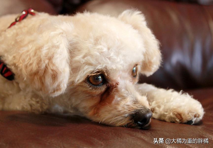 买泰迪犬需谨慎,发现这6个问题果断离开,可别买到“病狗”了