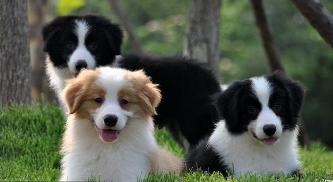 边牧聪明翻车,边牧聪明为什么边牧不当警犬