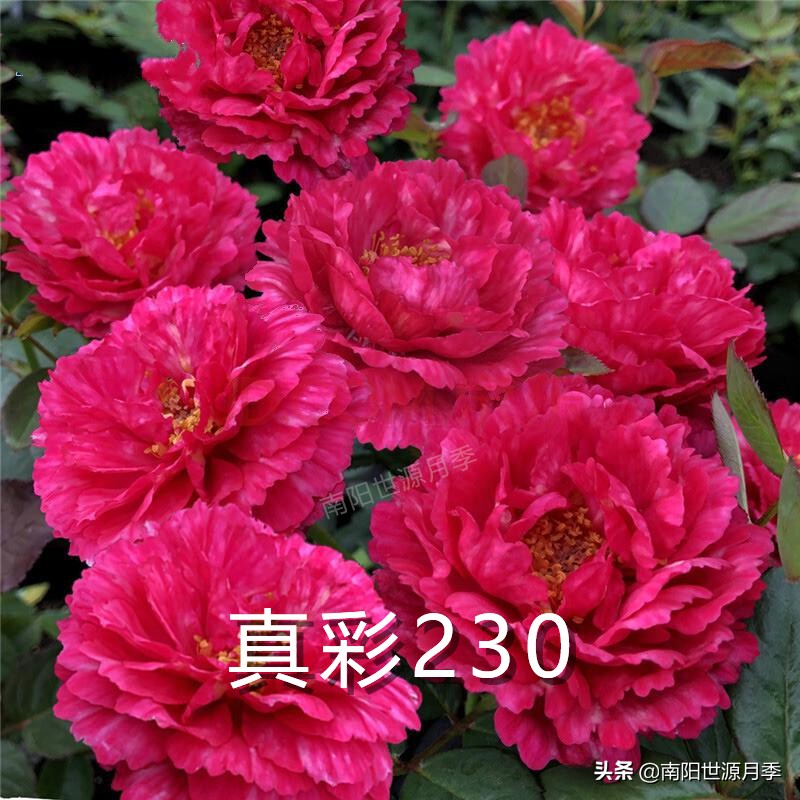 送你100朵玫瑰花,玫瑰花送谁都浪漫唯独送你不一样