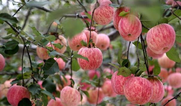 叶面肥用于蔬菜怎么使用,叶面肥这么用增产增收