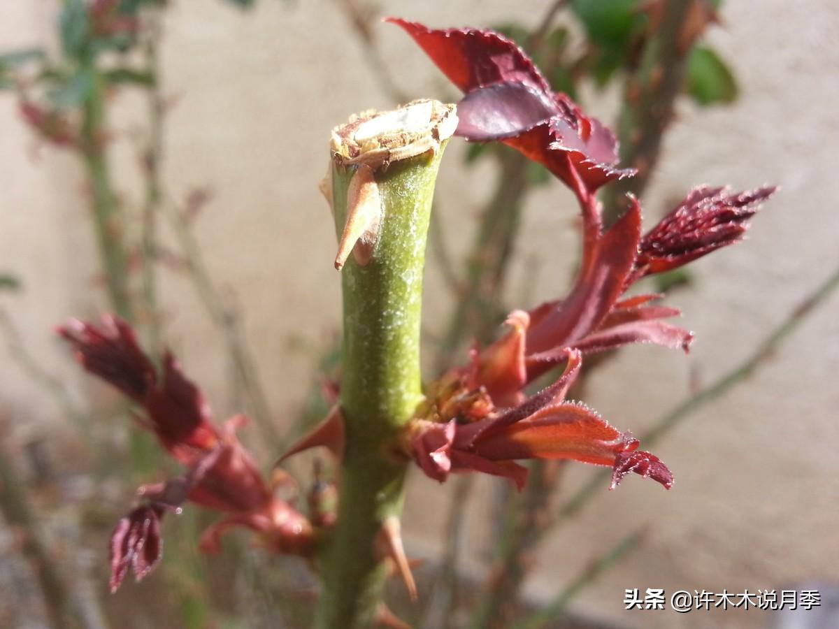 月季修剪后黑杆怎么处理,月季黑杆最好的治疗方法